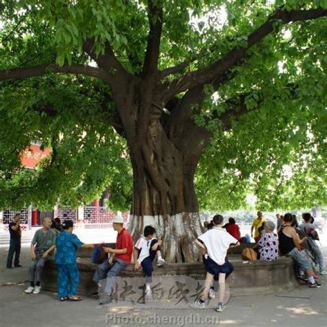 大樹乘涼|大樹底下好乘涼的成語解釋及意思